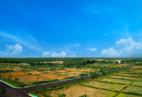 Ferns Forest View