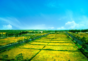 Ferns Forest View