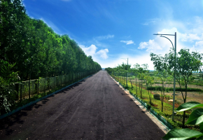 Ferns Forest View