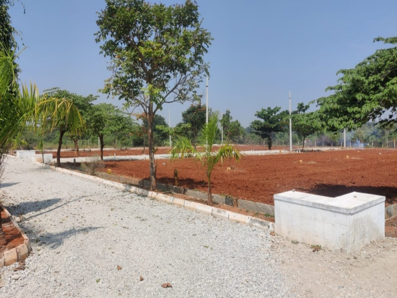 Kalpatharu