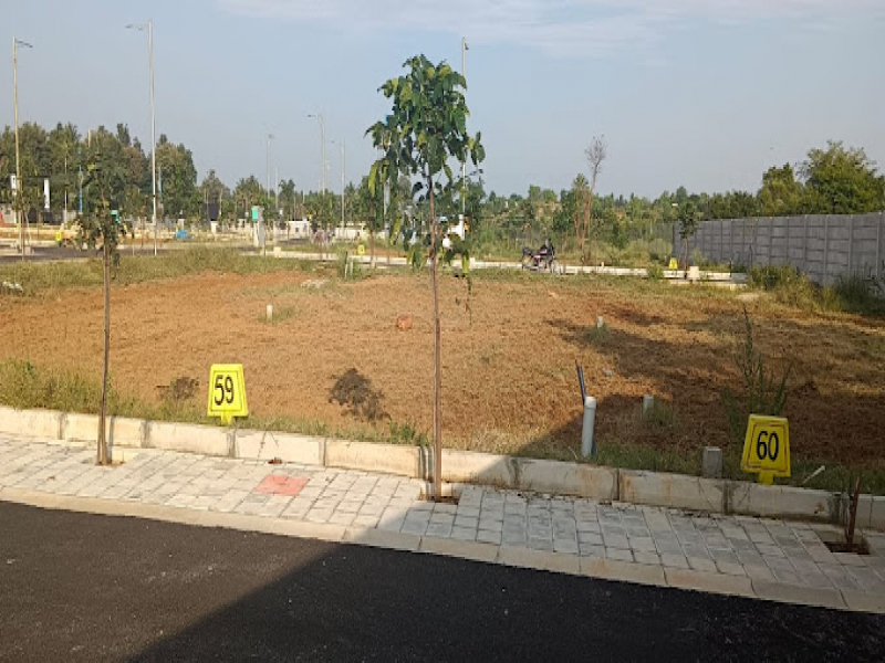 Ambika Daffodills
