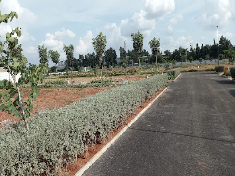 Blue Mango Orchard
