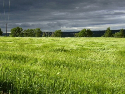 Pushpam Lush County